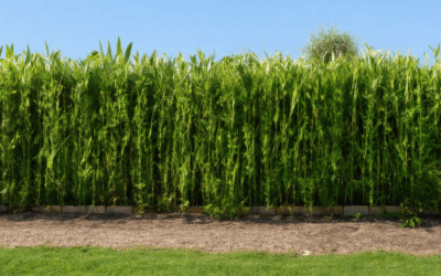 Affordable Garden Fence Ideas: Types, Styles, DIY Options, and How to Keep Animals Out
